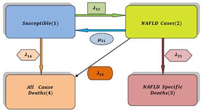 Novel Approach of Multistate Markov Chains to Evaluate Progression in the Expanded Model of Non-alcoholic Fatty Liver Disease